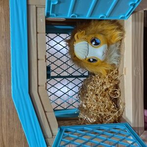 Little live pets mama surprise - guinea pig and her hutch